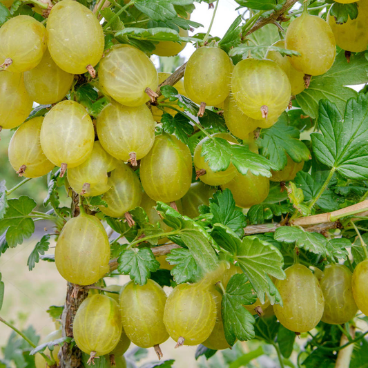 Gooseberry 'Hinnonmaki Green'