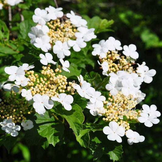 Guelder Rose Bare Root Hedge