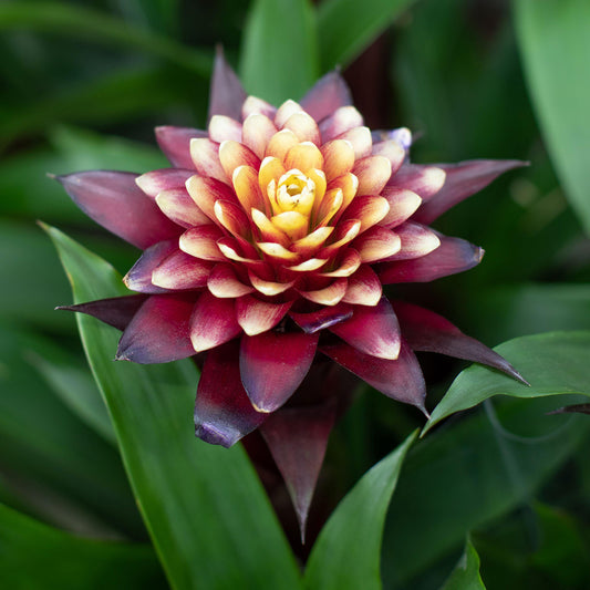 Guzmania 'Francesca'