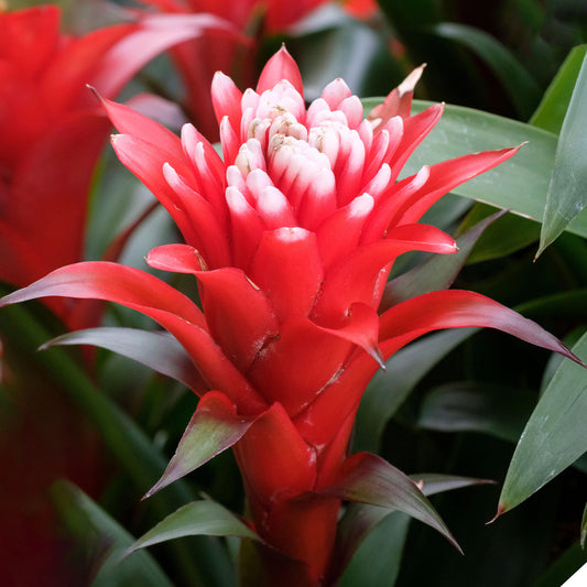 Guzmania 'Hope'