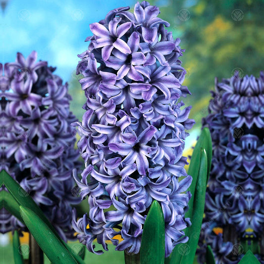 Hyacinthus orientalis 'Blue Jacket'