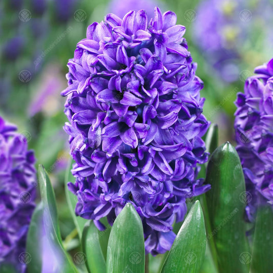 Hyacinthus orientalis 'Blue Trophy'