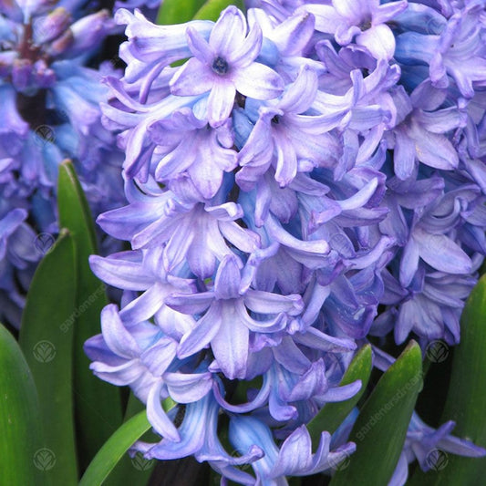 Hyacinthus orientalis 'Delft Blue'