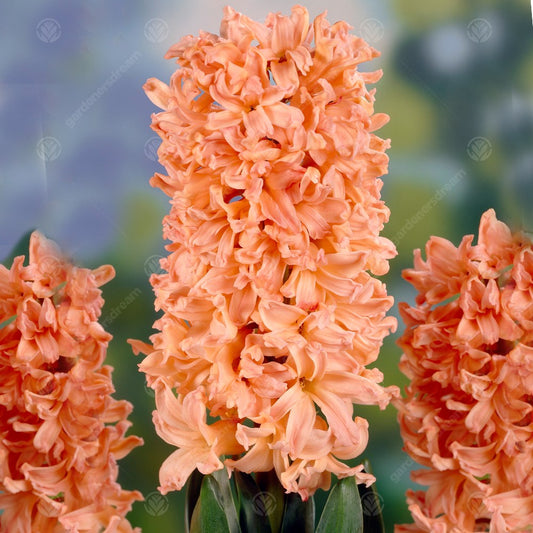 Hyacinthus orientalis 'Gipsy Queen'