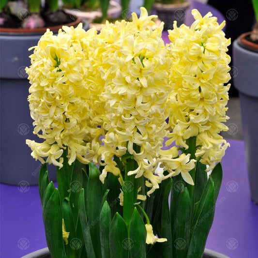 Hyacinthus orientalis 'Gypsy Princess'