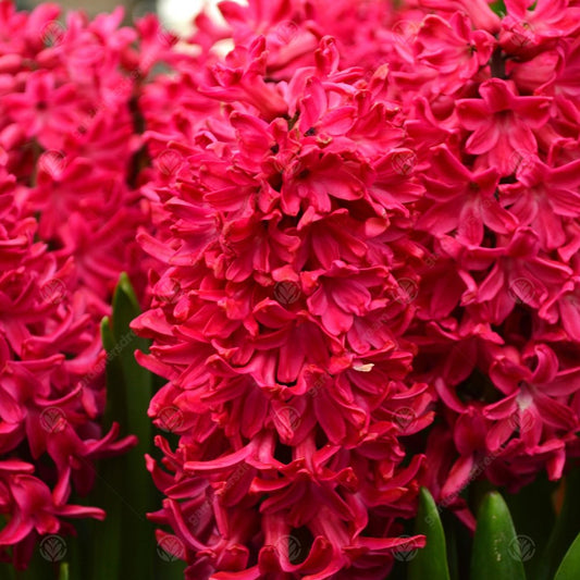 Hyacinthus orientalis 'Jan Bos'