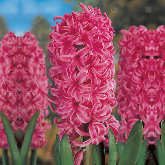 Hyacinthus orientalis 'Pink Pearl'