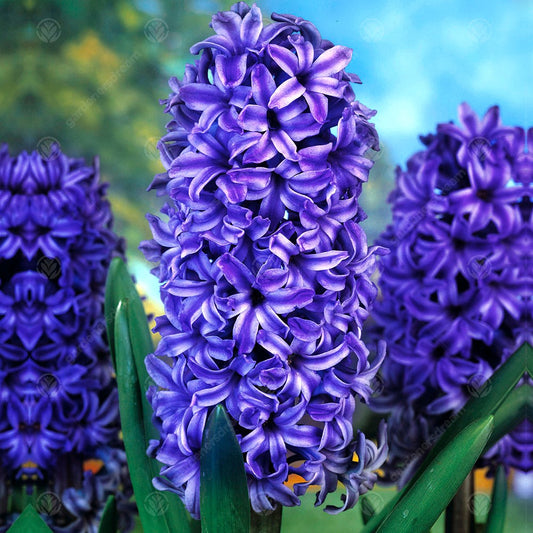 Hyacinthus orientalis 'Royal Navy'