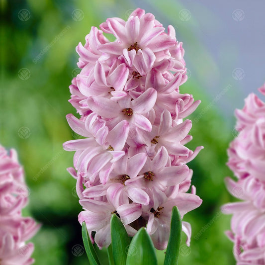 Hyacinthus orientalis 'Splendid Cornelia'