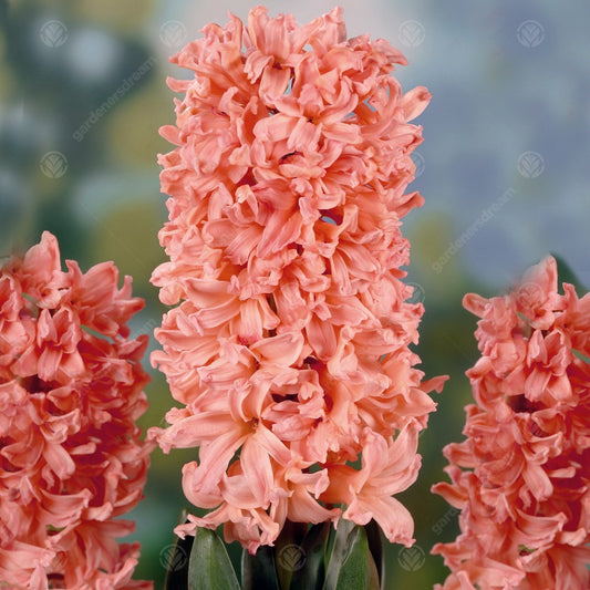 Hyacinthus orientalis 'Sweet Invitation'