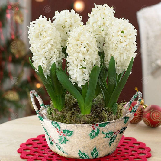 Hyacinthus orientalis 'White Pearl'