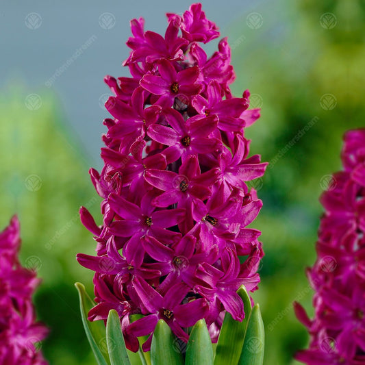 Hyacinthus orientalis 'Woodstock'