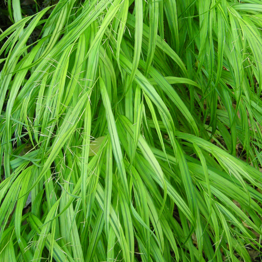 Hakonechloa 'Greenhills'