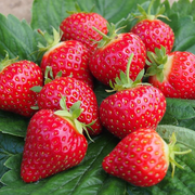 Strawberry 'Hapil' Bare Root Plants