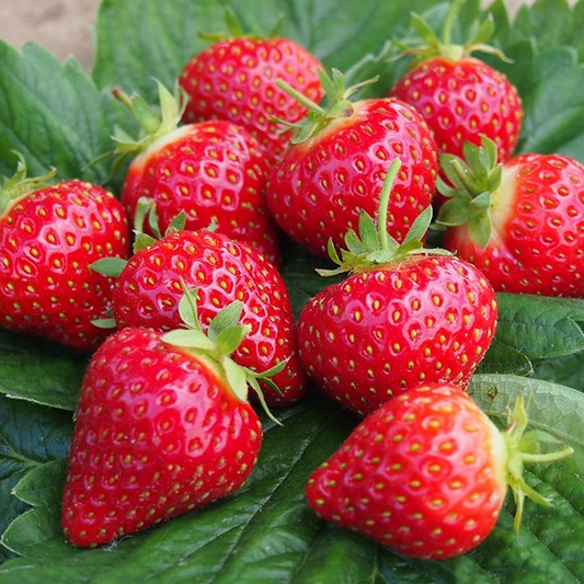 Strawberry 'Hapil'