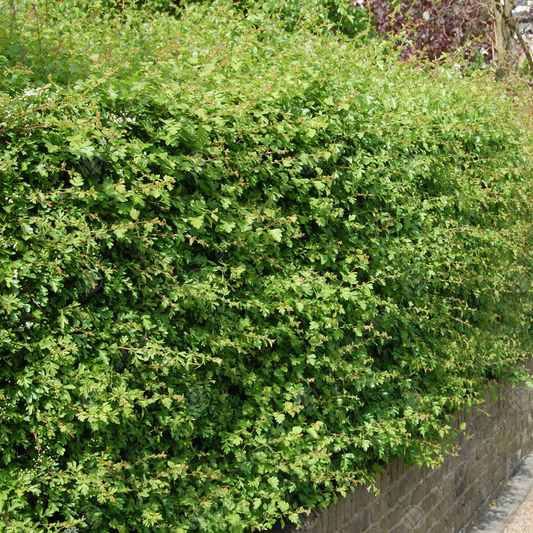 Hawthorn Bare Root Hedge