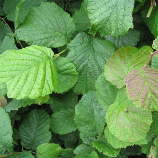 Hazel Bare Root Hedge