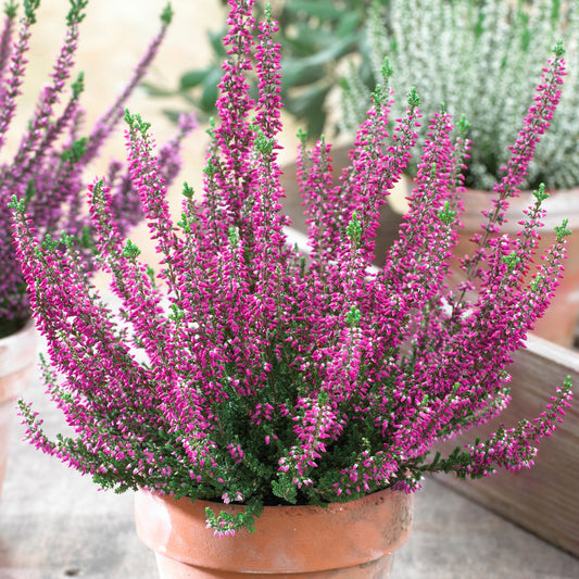 Calluna 'Beauty Ladies Pink' Heathers