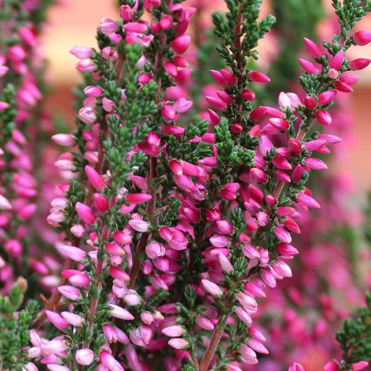 Calluna 'Beauty Ladies Pink' Heathers