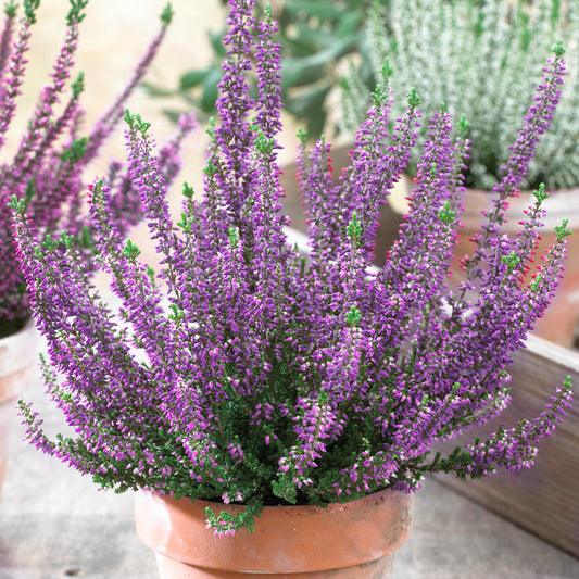 Calluna 'Beauty Ladies Purple' Heathers