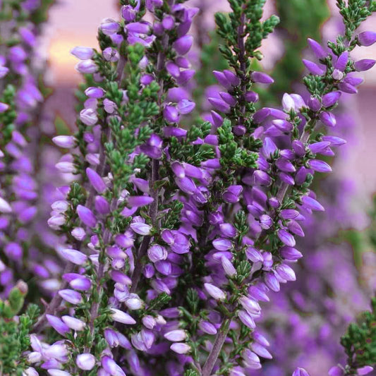 Calluna 'Beauty Ladies Purple' Heathers