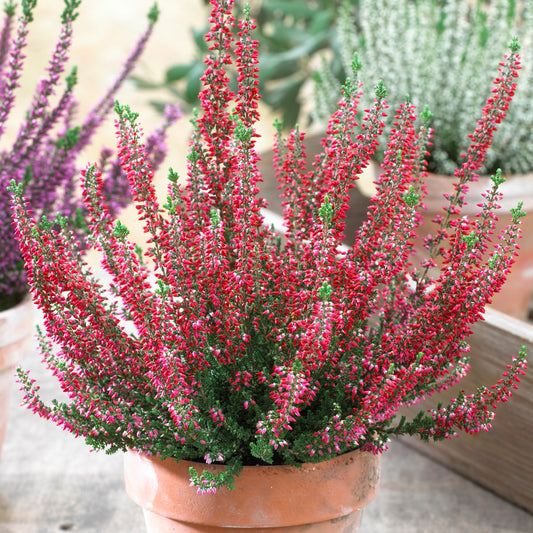 Calluna 'Beauty Ladies Red' Heathers