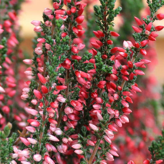 Calluna 'Beauty Ladies Red' Heathers