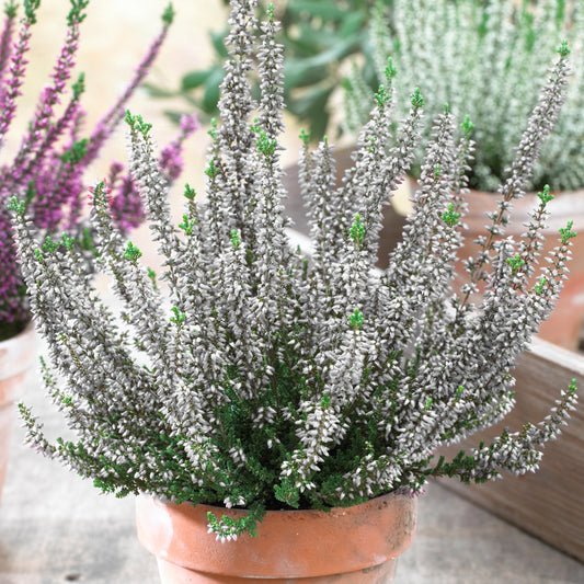 Calluna 'Beauty Ladies White' Heathers