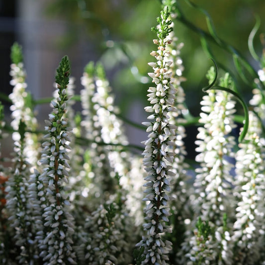 Calluna 'Beauty Ladies White' Heathers