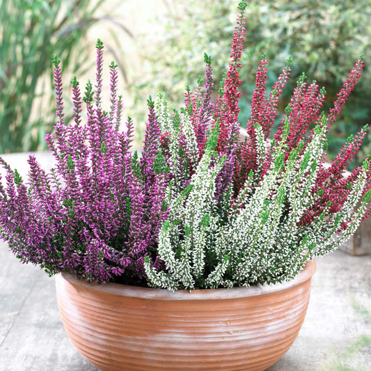 Calluna Heather Beauty Ladies Trio Mix