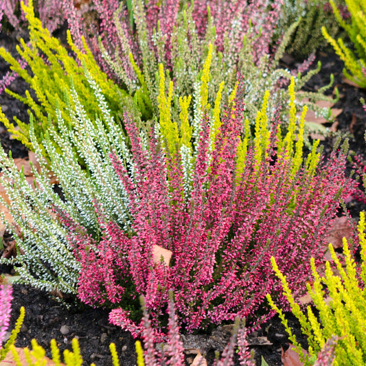 Calluna Heather Garden Girls Mix