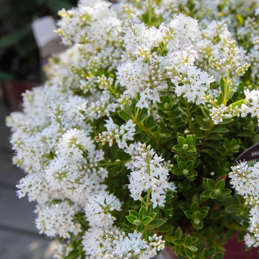 Hebe buxifolia