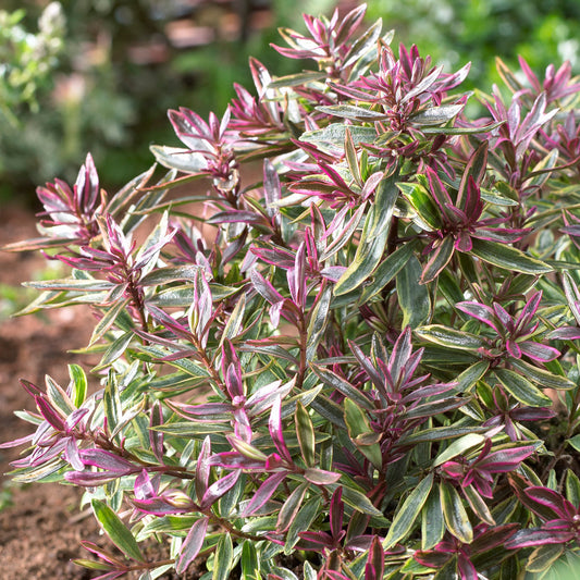 Hebe 'Purple Shamrock'