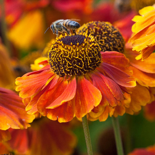 Helenium 'Mardi Gras'