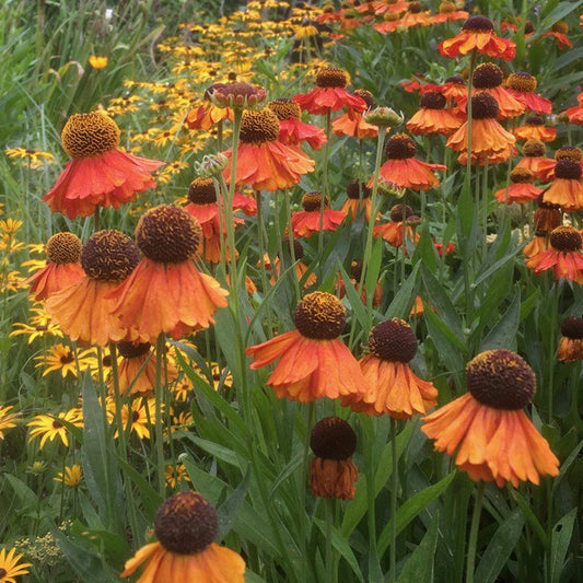 Helenium 'Moerheim Beauty'