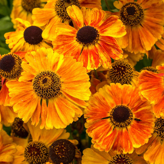 Helenium 'Sahin's Early Flowerer'