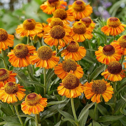 Helenium 'Short and Sassy'