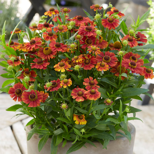 Helenium 'Strawberry Sundae'