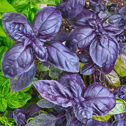 Basil Purple