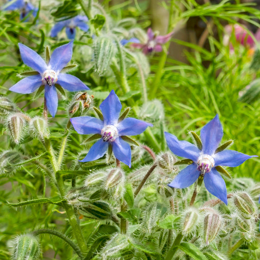 Borage