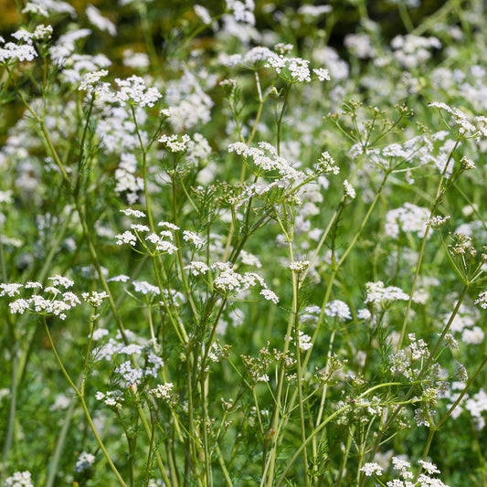 Caraway