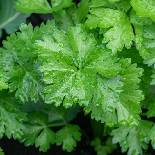 Celery Leaf