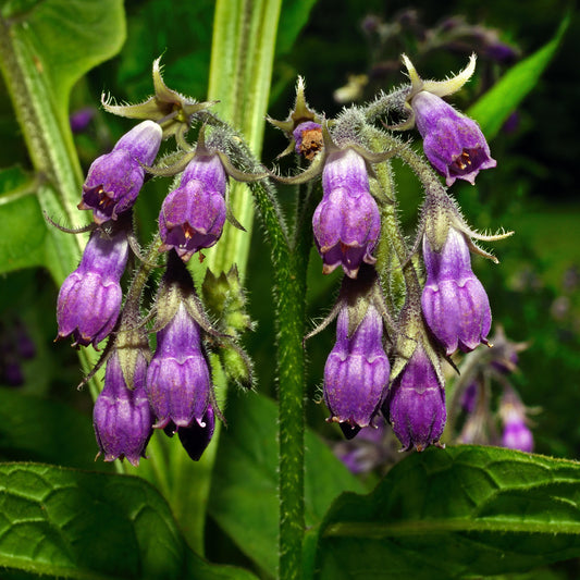 Common Comfrey