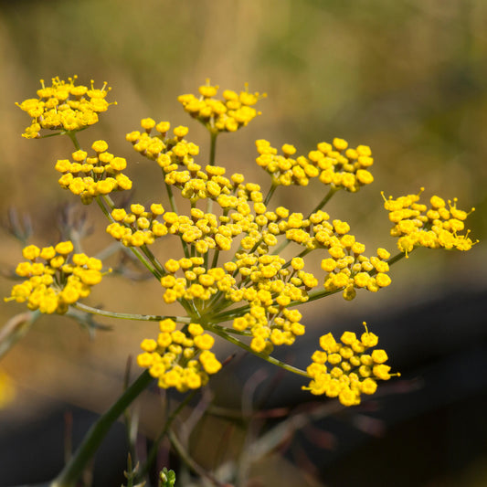 Fennel Bronze