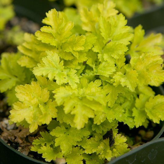 Feverfew Golden