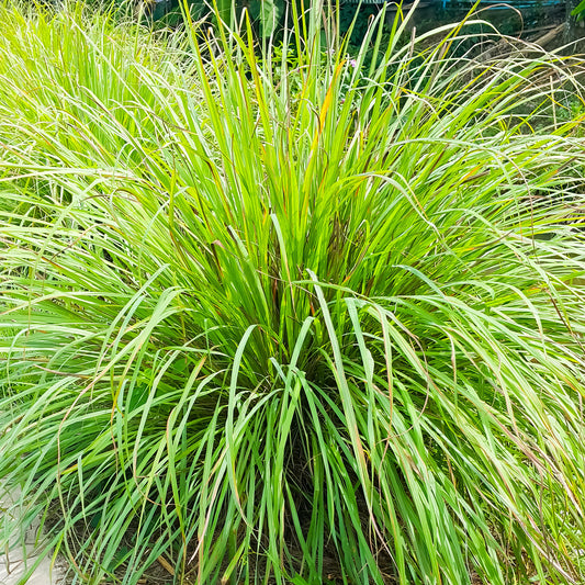 Lemon Grass