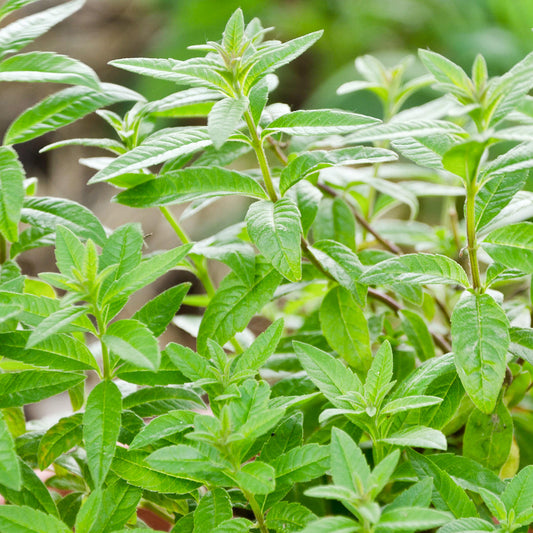 Lemon Verbena