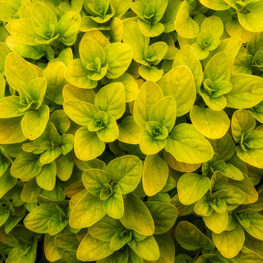 Golden Oregano