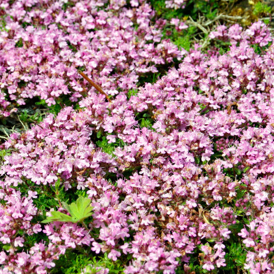 Thyme Pink