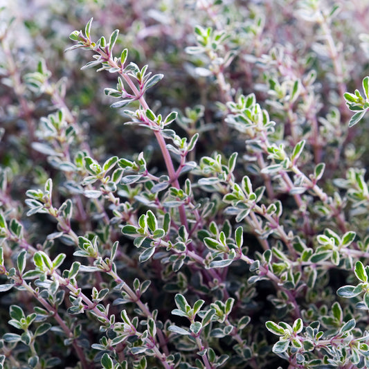 Thyme 'Silver Queen'